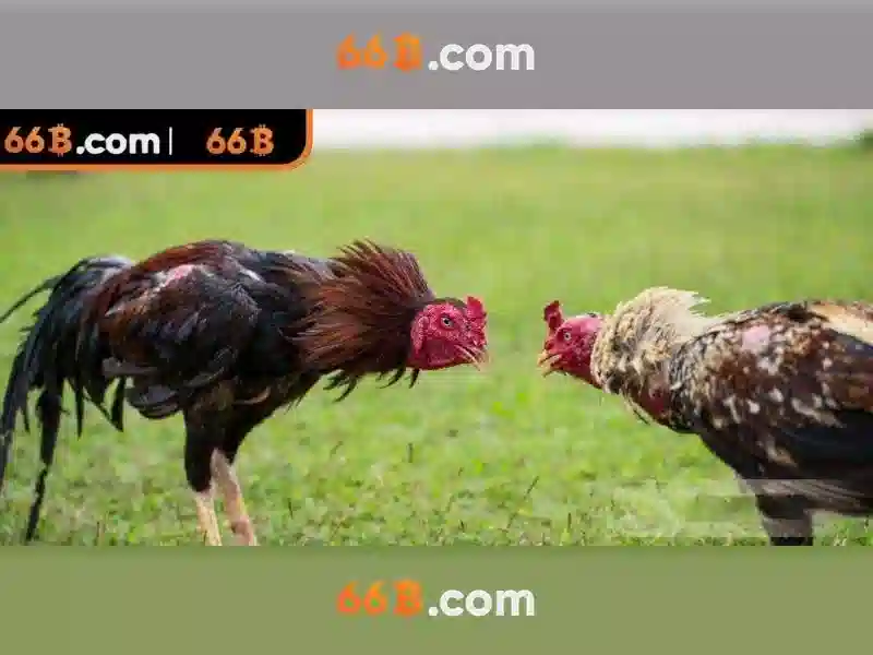 Truy cập trang chủ 66B qua link 66b chính thức