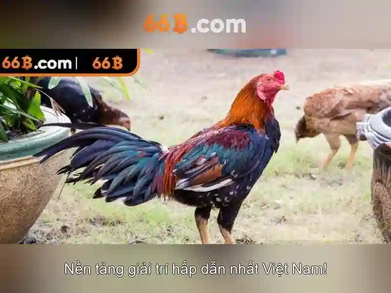 Cơ Hội Nhận Thưởng 66B